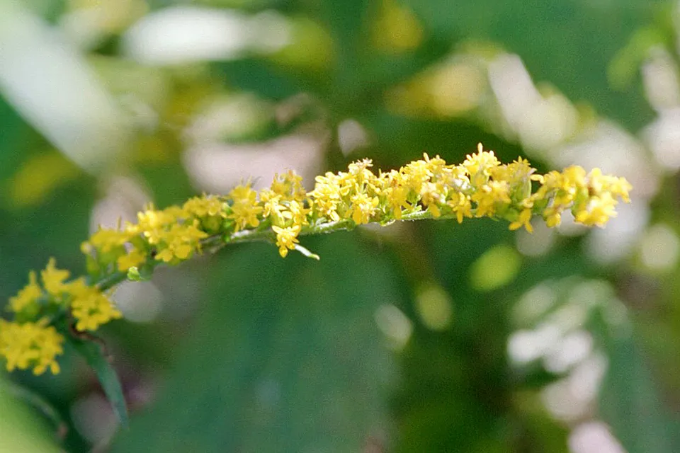 Elm Point, Minnesota