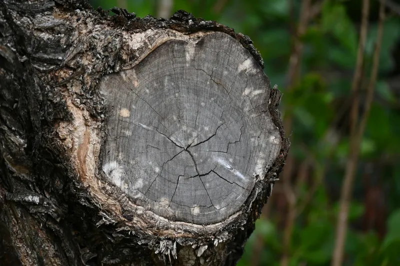 When Nature Went Nuclear: The Ohio Tree That Exploded Its Way Into Legal History